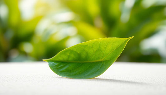 Green Tea Extract: Your Natural Shield Against Environmental Skin Stressors