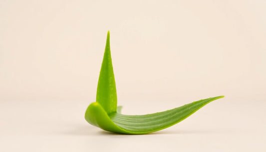 10 Benefits of Aloe Vera Extract: The Ultimate Soothing Solution